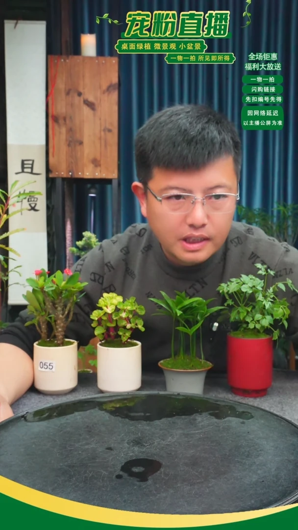 无花朵英*苔藓微景观055号