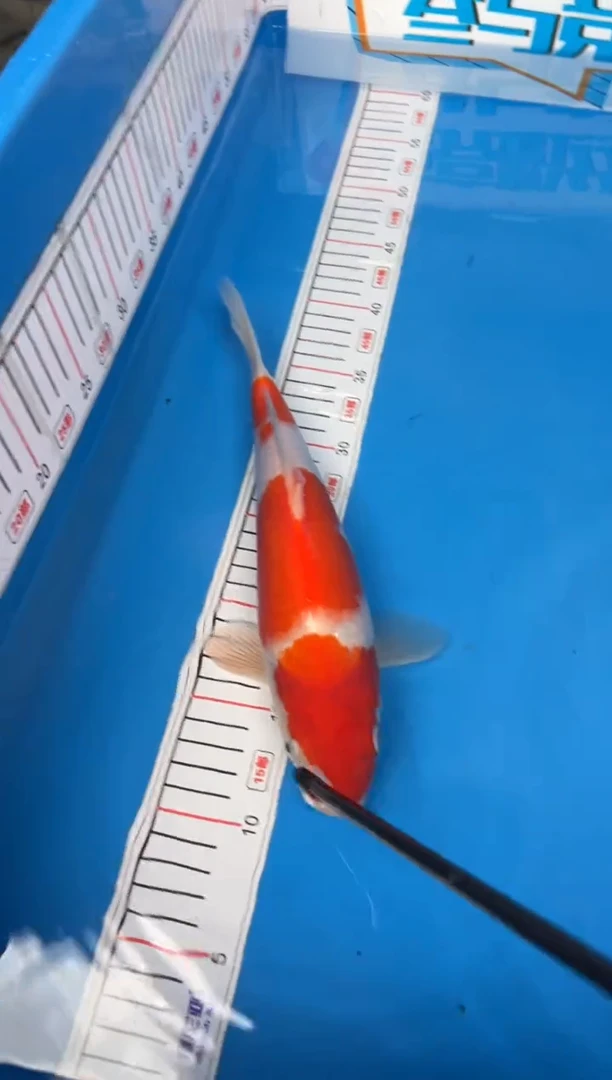 锦鲤.*.3号锦鲤鱼 闪购