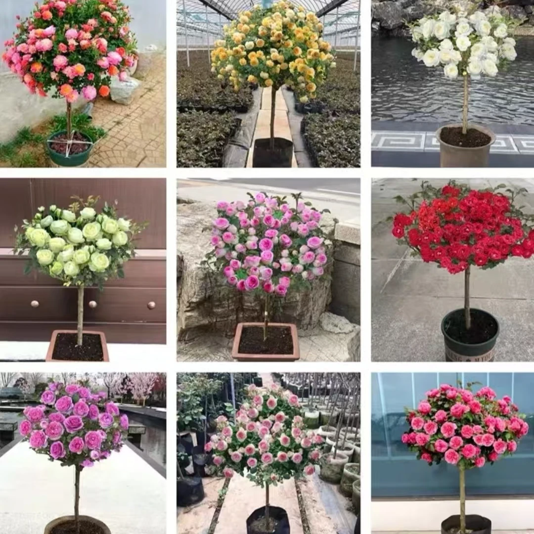 五色树桩月季棒棒糖京东快递送货上门