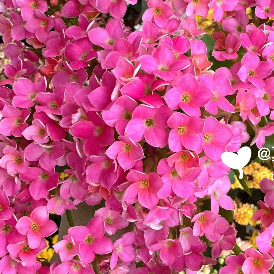 胭脂单瓣粉色长寿花室内盆栽美观好养懒人花阳台鲜花带花苞花卉