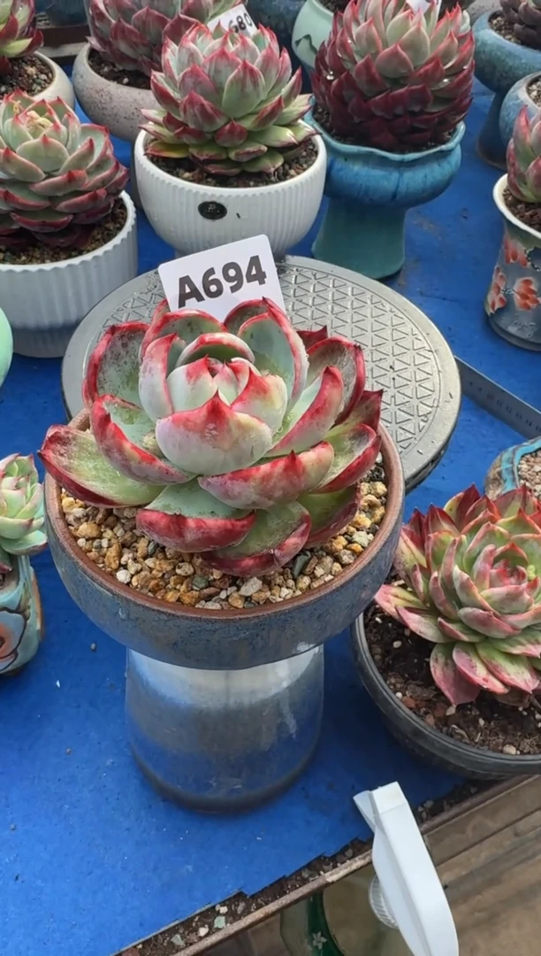 【闪购商品】A694惊鸿仙子（裸根发货）