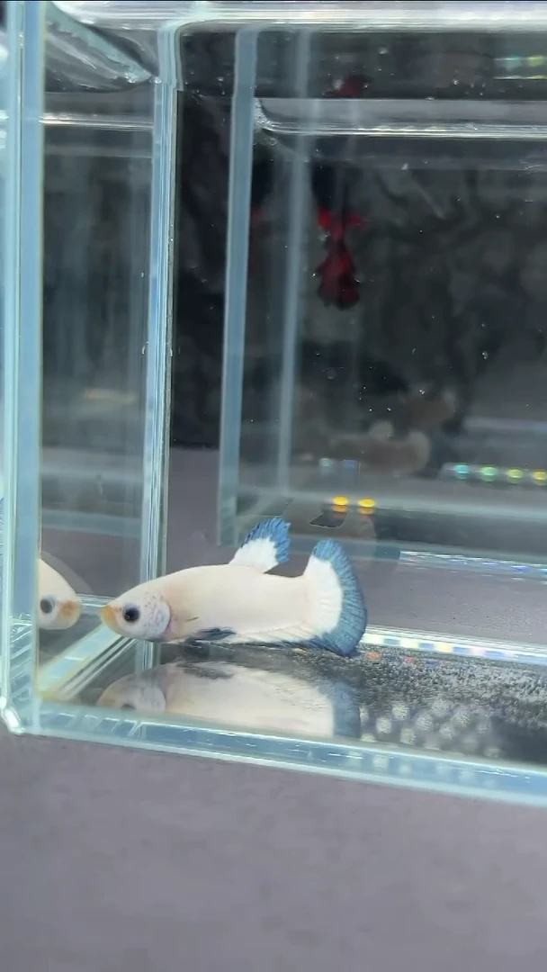 斗鱼竞拍链接A053