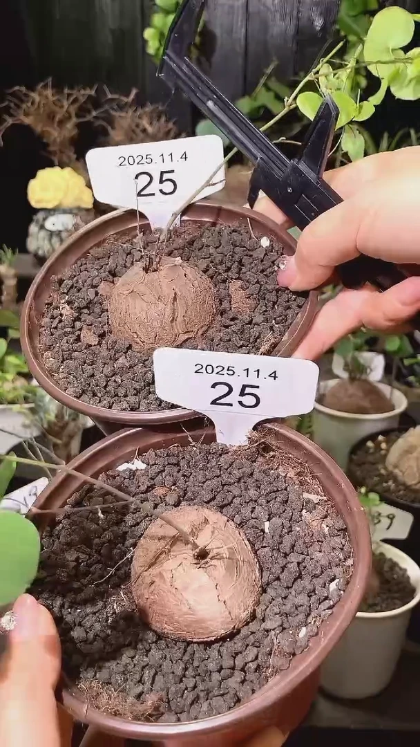 25号1104福利特价南非龟甲龙套餐