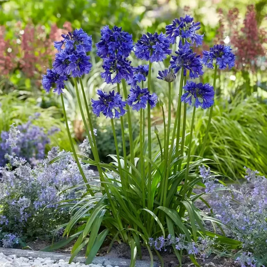 百子莲多年生观花观叶绿植耐阴耐热阳台庭院好养易活植物