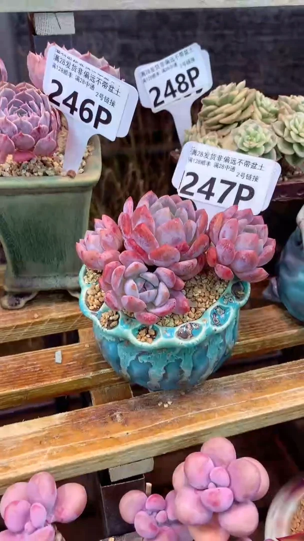 247P（一物一拍实付满28发货，默认不带盆土）