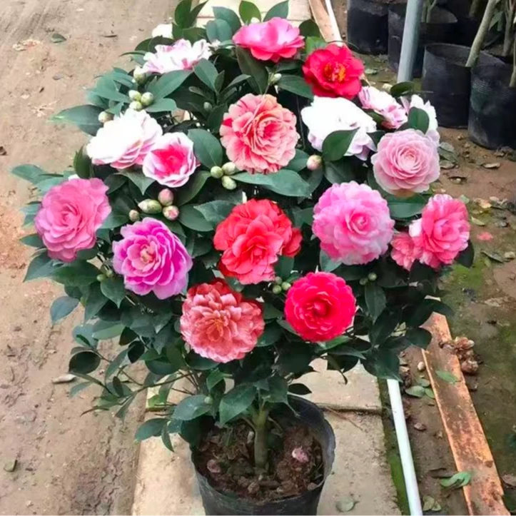 【新疆包邮】80cm-100cm 原盆原土带花苞发货
