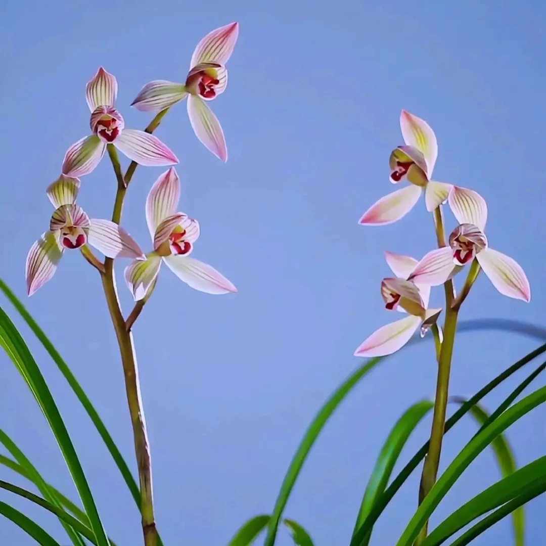 秋芝莲瓣兰直播间一物一拍兰花草神木兰植物兰花草盆栽vs四川