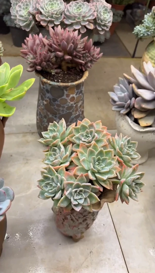 k**i黑大帅多肉280哈利