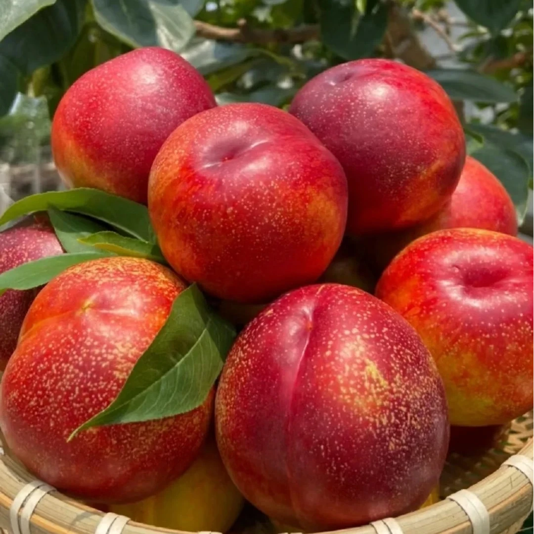 智利大油桃白肉1斤油桃