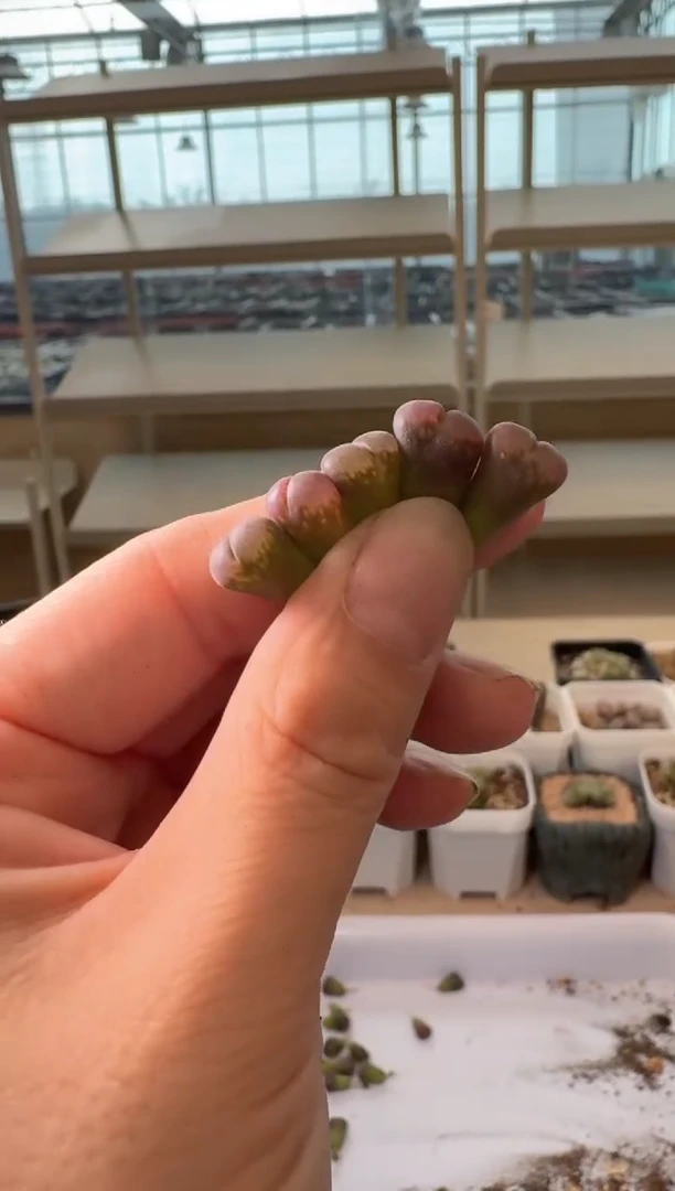 24-128多肉植物肉锥