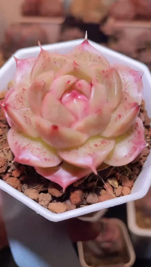 【闪购商品】415紫苑