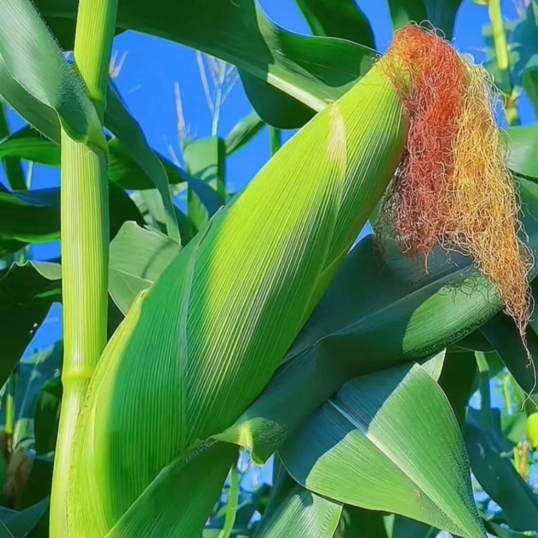 【姚姚】京糯288 甜糯玉米 又甜又糯 新鲜应季 只发川渝