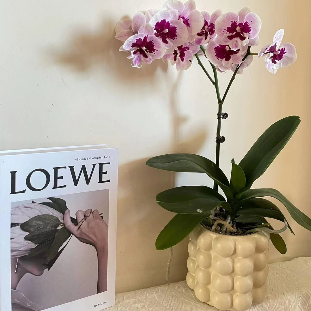 【金牌】蝴蝶兰基地组盆易养活