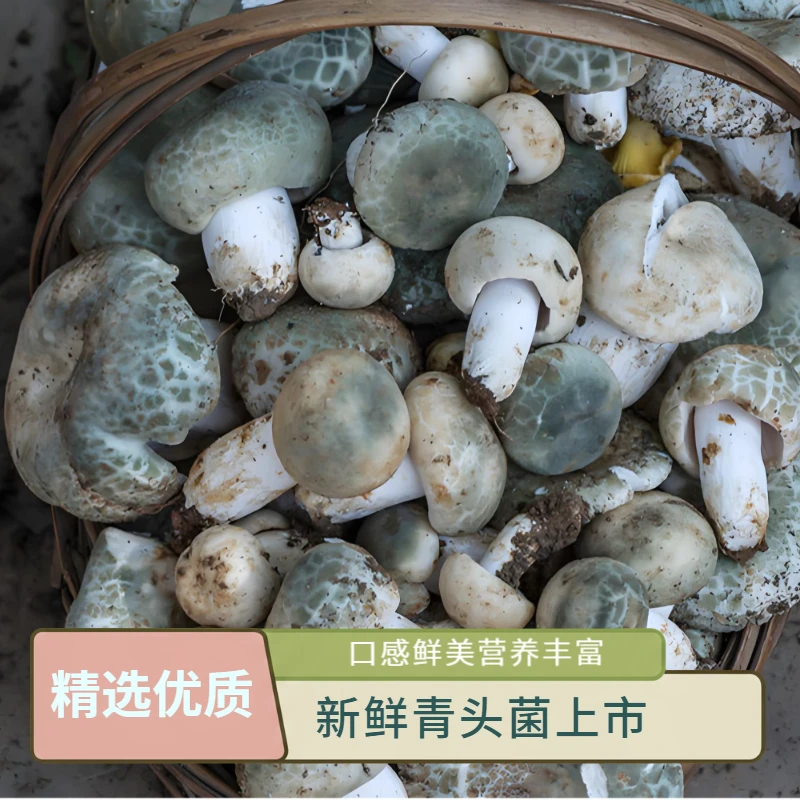 云南会泽高原新鲜食用青头菌小骨朵野生菌当天采当日发