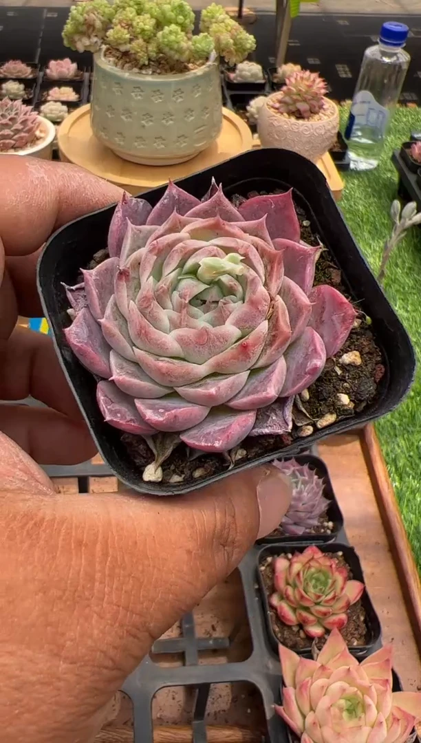 东云多肉园二店-133