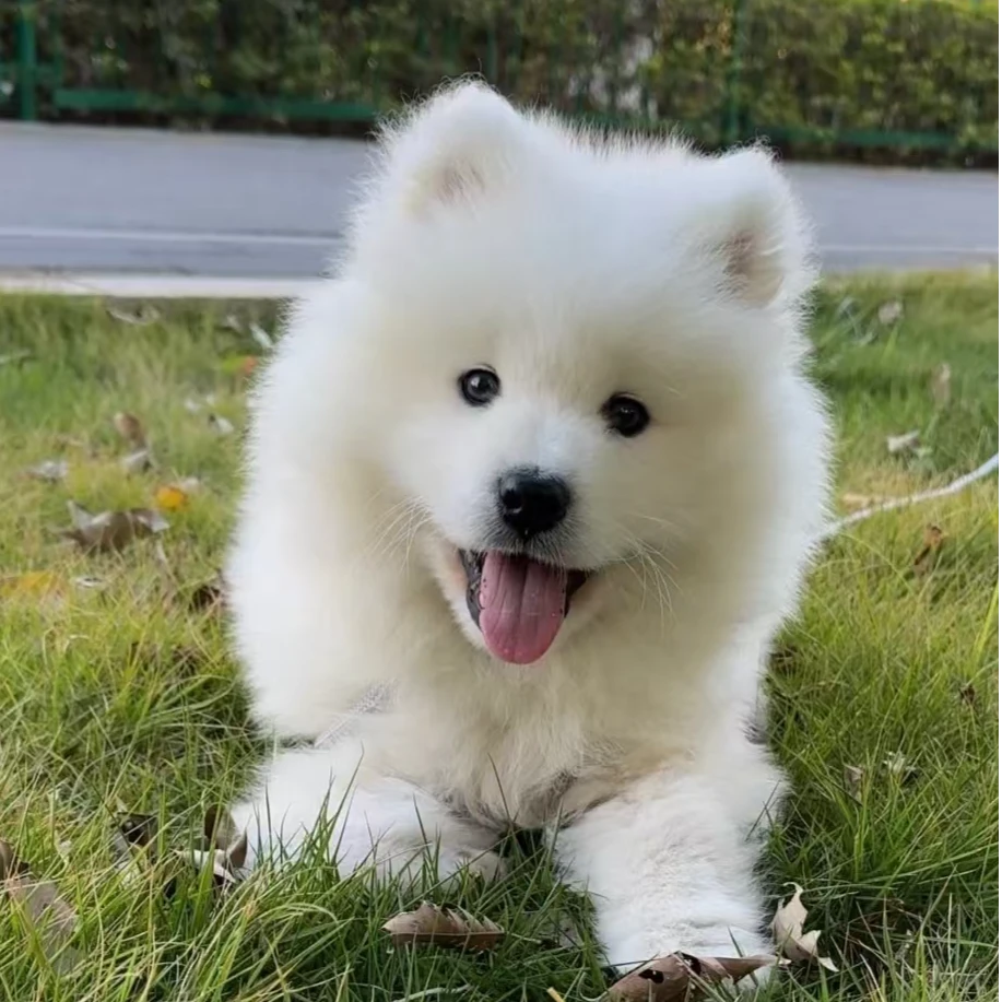 （奇妙家宠物）精品宠物狗金毛拉多萨摩牧羊犬比熊泰迪