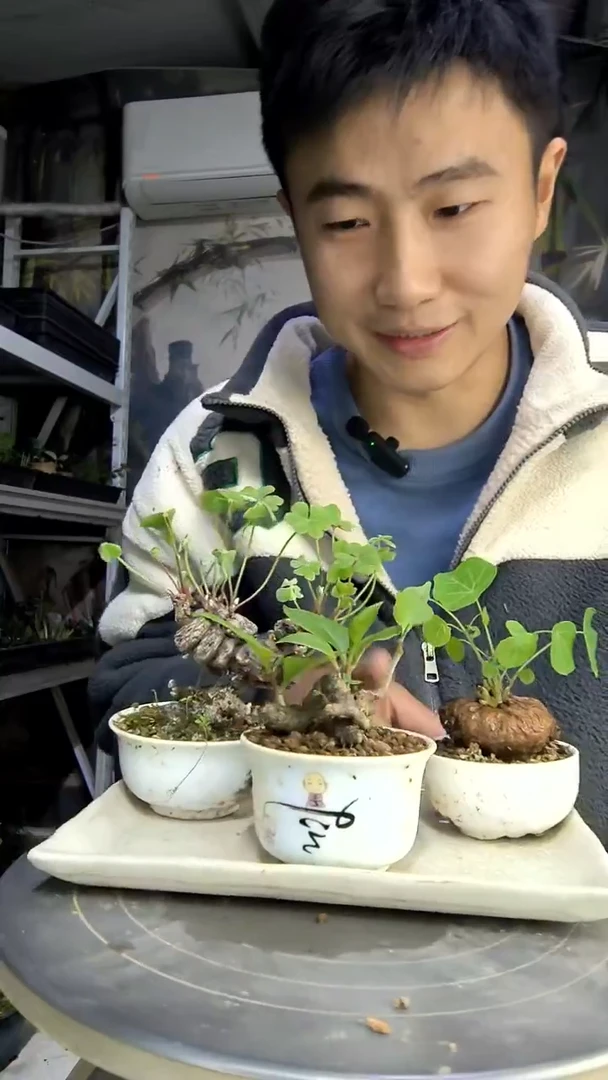 杏**康中青园艺一物一拍289