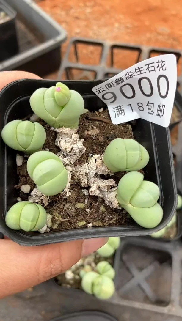 【闪购商品】9000特价银光玉一盒微瑕