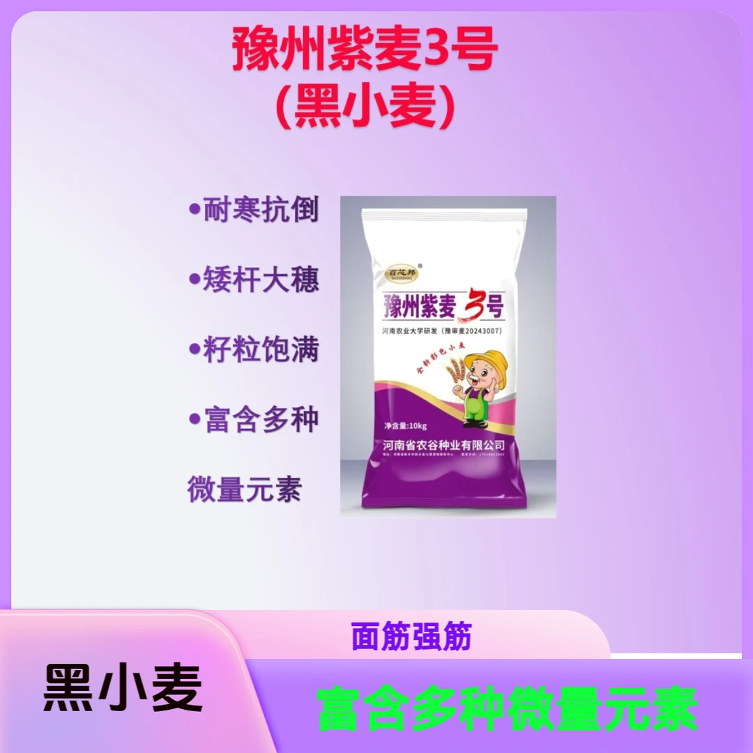 黑小麦种子豫州紫麦3号矮杆抗倒伏富含多种微量元素