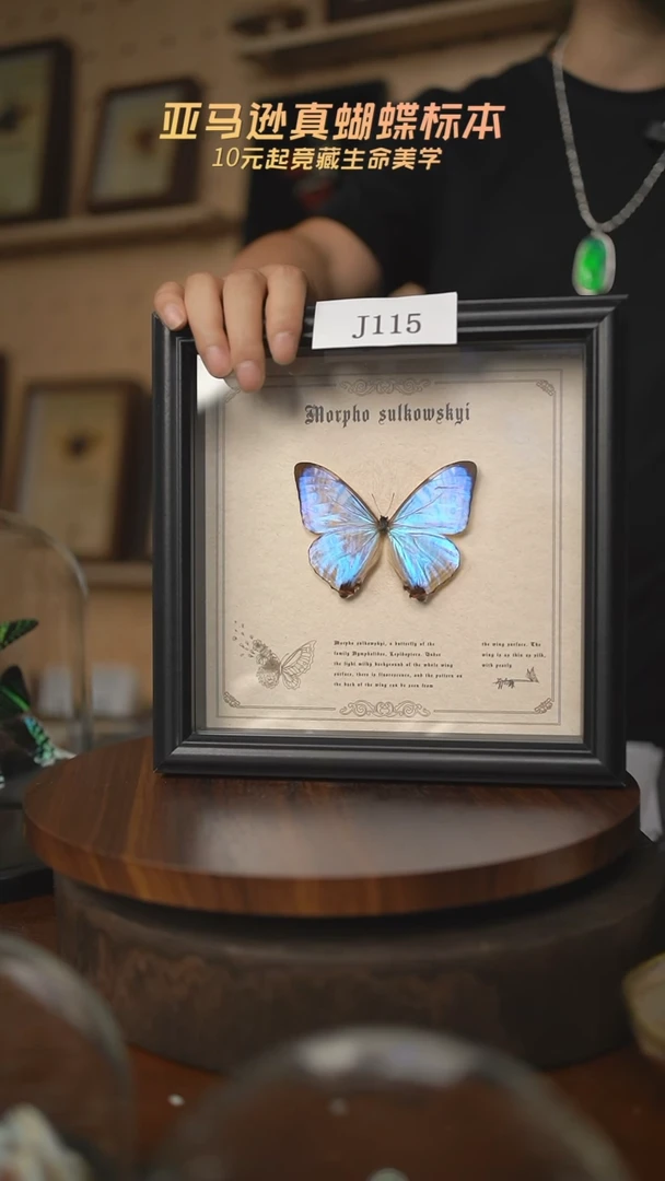 夜明珠闪蝶标本J115