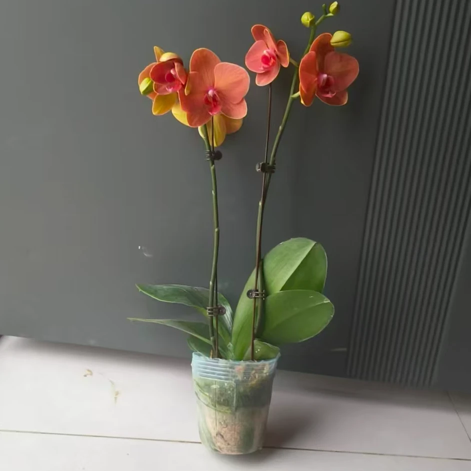 蝴蝶兰（3.5寸大金桔）带花带花苞单株花卉