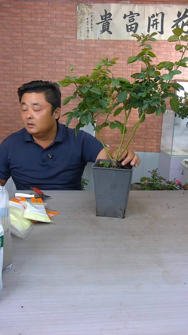 当前无花朵，栽培后可花朵伊芙伯爵