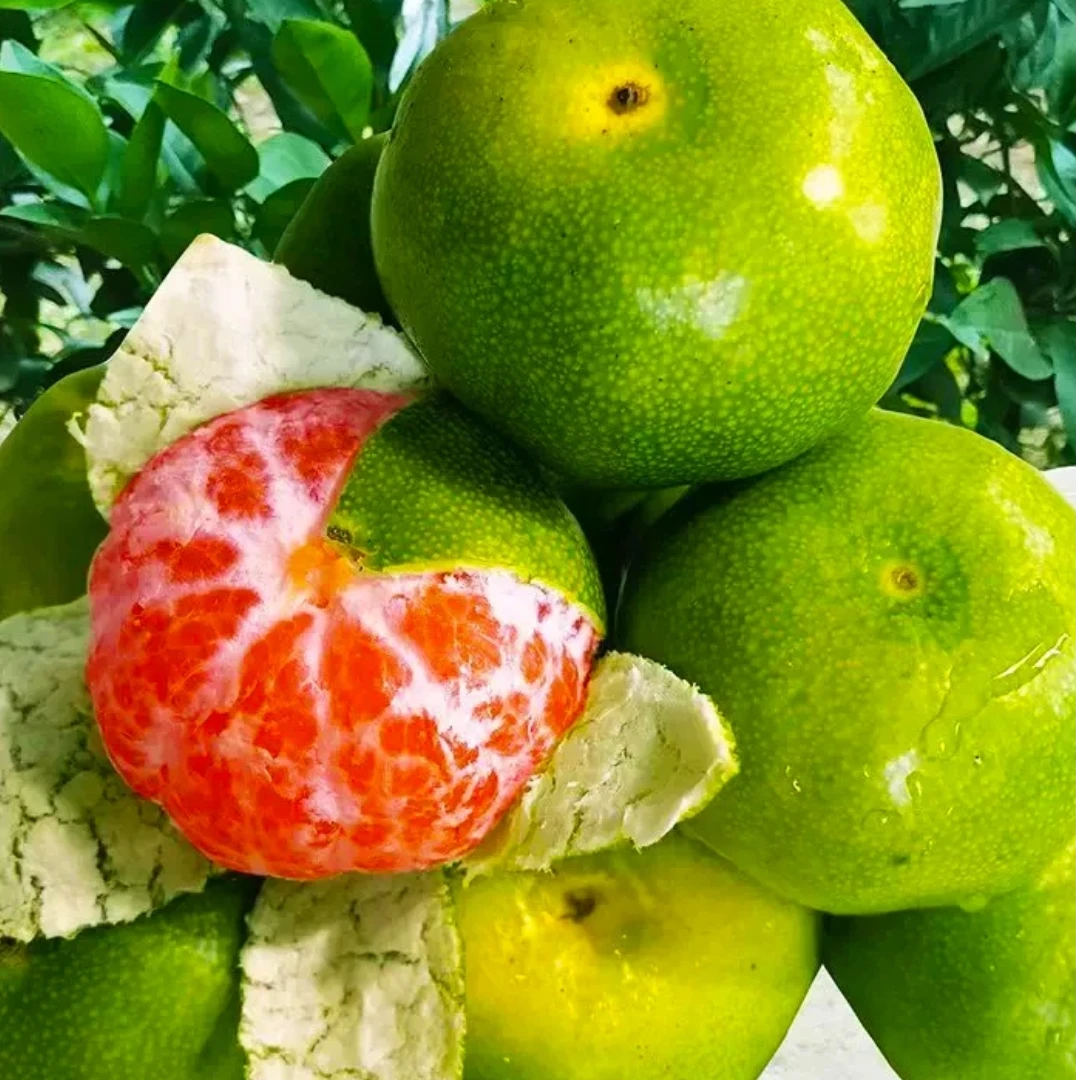 2025四川无核蜜橘新鲜水果现摘当季孕妇柑橘产地直发