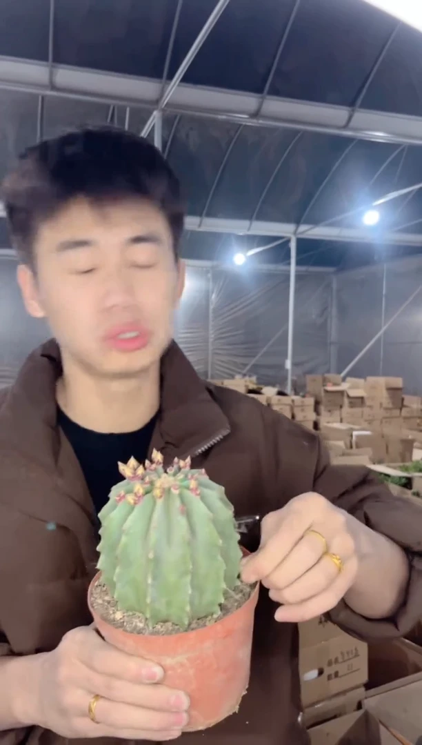 【闪购商品】无刺王冠龙【不指定带花苞】8-10cm