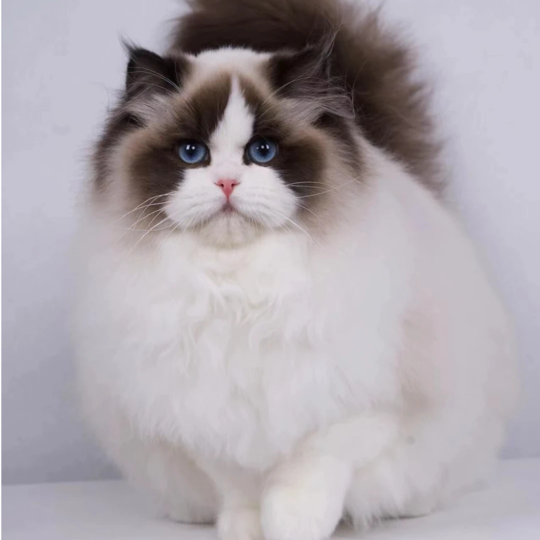甜美布偶猫定金专属连接
