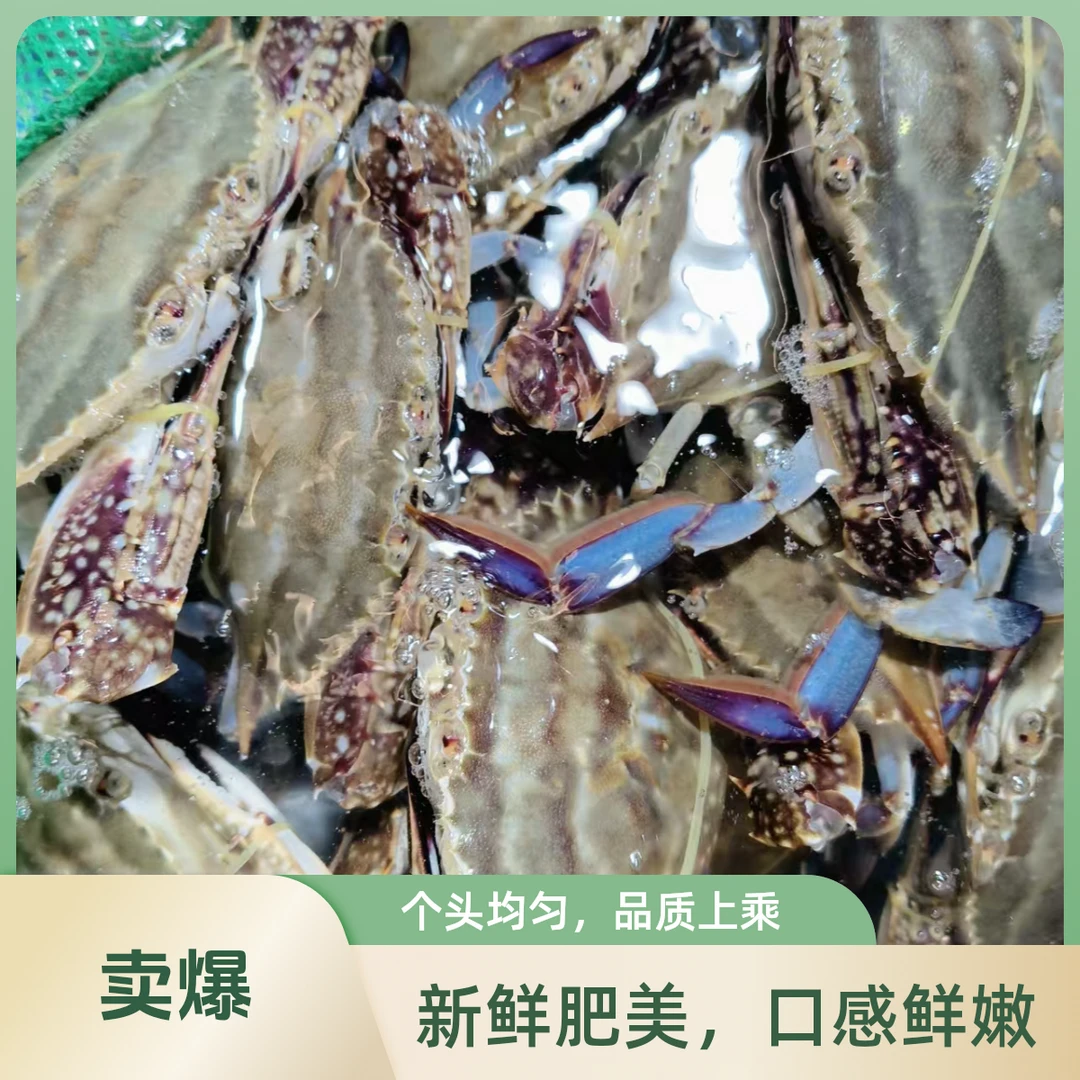 鲜活发货/【保鲜不保活】/舟山/中国/海蟹/梭子蟹（冰鲜蟹)/3斤/3-4两左右/7-10只左右梭子蟹次日达