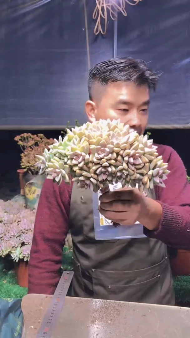 206淡雪缀化一物一拍