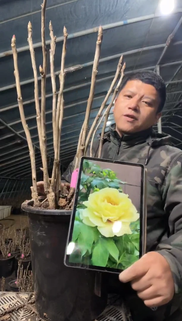 皇冠，盆栽牡丹带盆带土发货