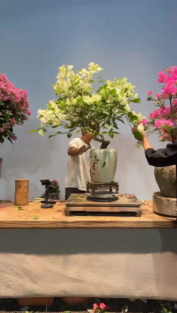 全部花朵理****朵三角梅60