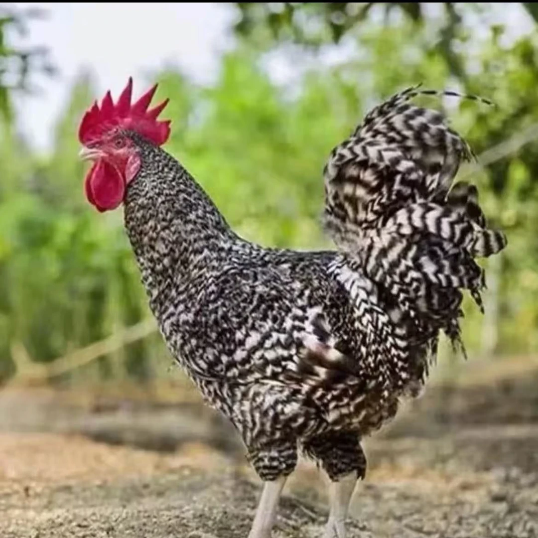 农户黑脚大公鸡2只送2斤鸡胗 净重11.5-12斤带内脏/每只4.7斤以上