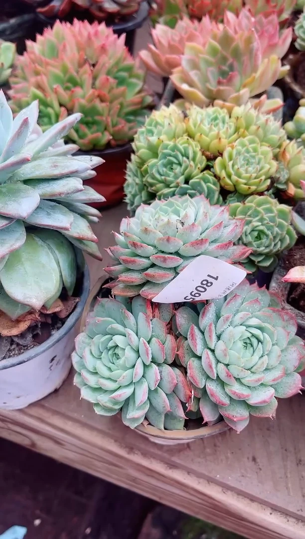 姐**名多肉植物一物一拍18095
