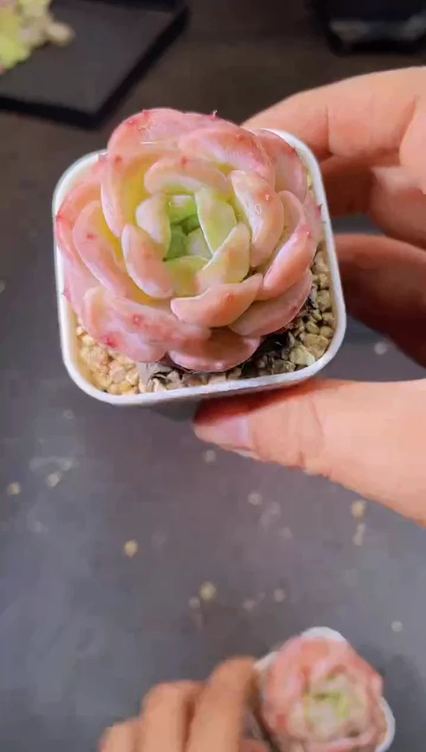 8035草莓牛奶量拍随机发一个