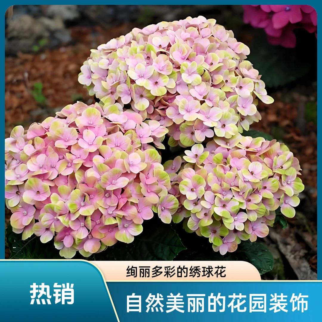 大花绣球-魔幻珊瑚（5加仑）室内外 庭院 花苗花卉绿植