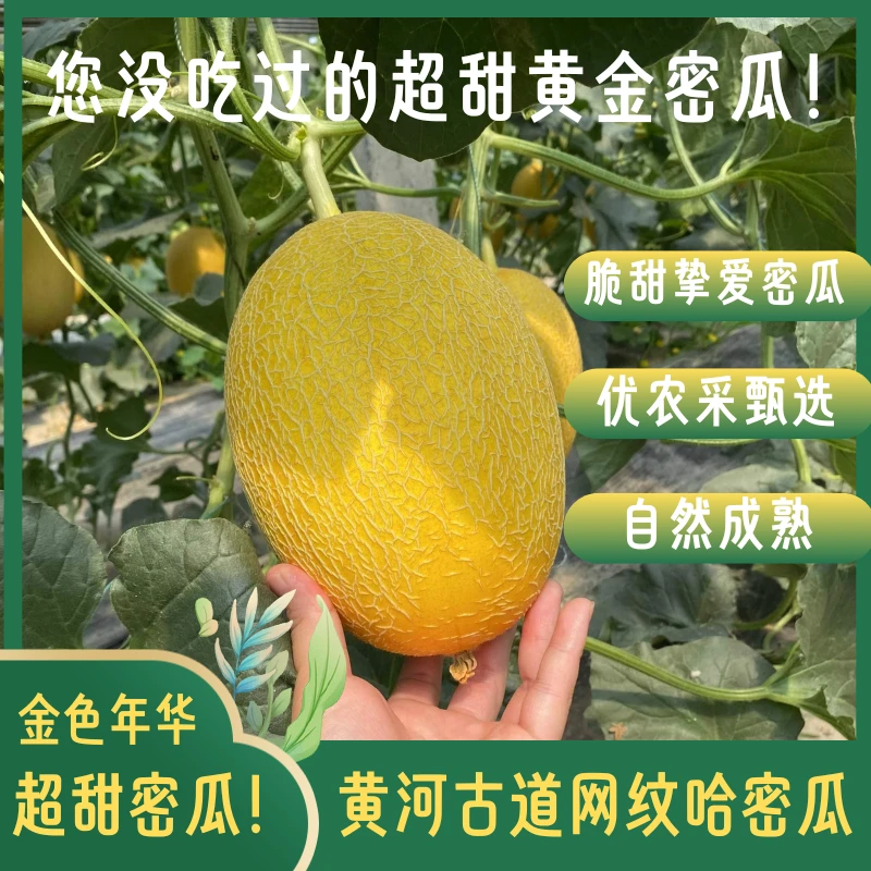 【卡丽娜专属】精品黄金网纹哈密瓜挚爱密瓜