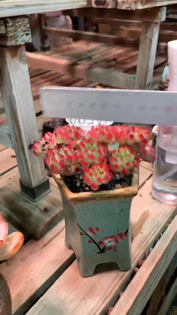 【闪购商品】005WWW
