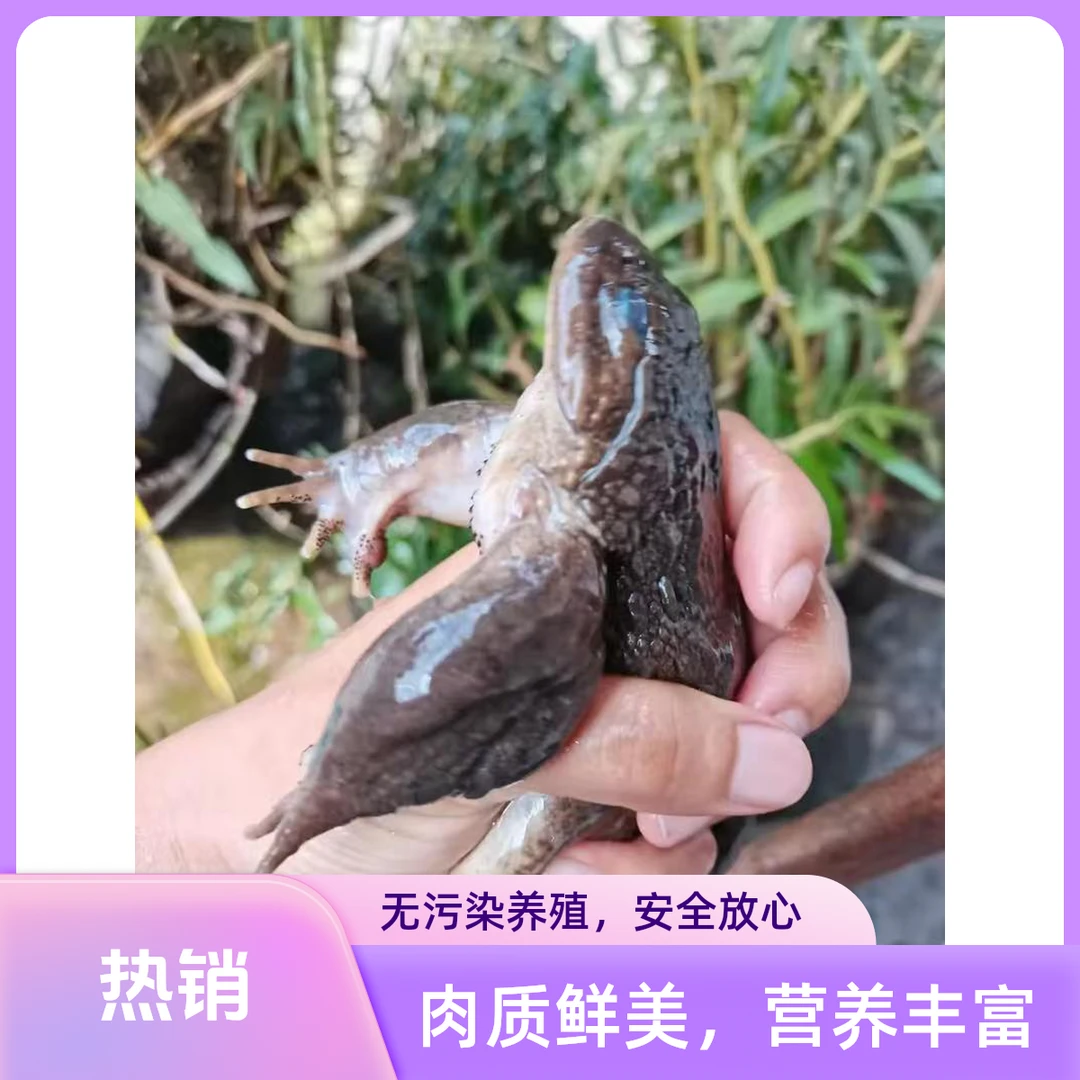 生态养殖蛙健康美味营养成分高鲜活石磷蛙