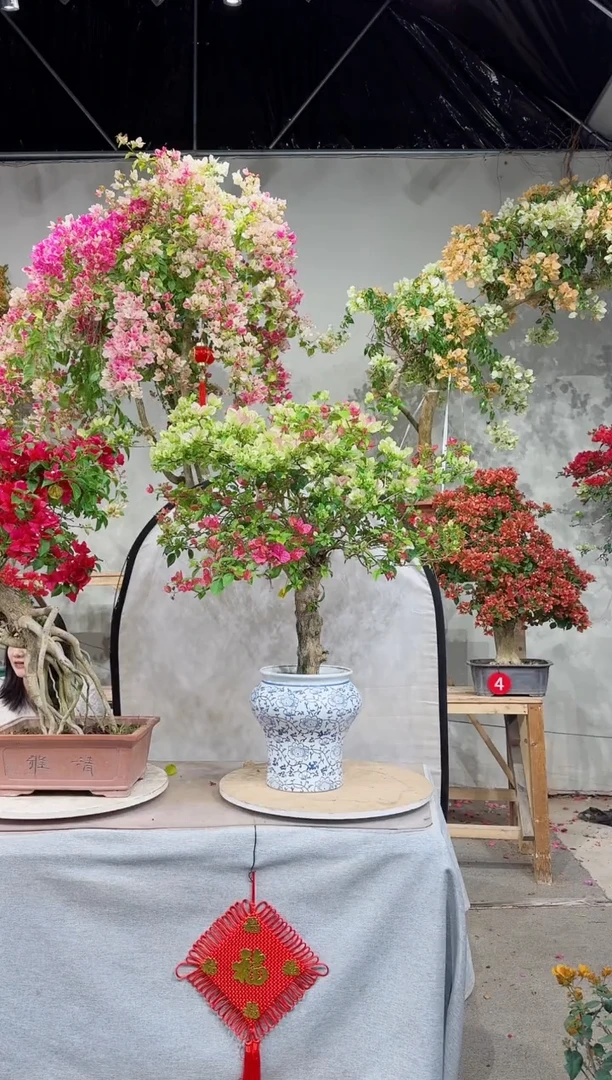 【闪购商品】盆景三角梅