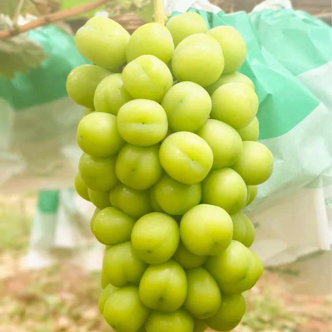 阳光玫瑰葡萄青提高品质脆爽爆汁花果香气孕妇小孩零食