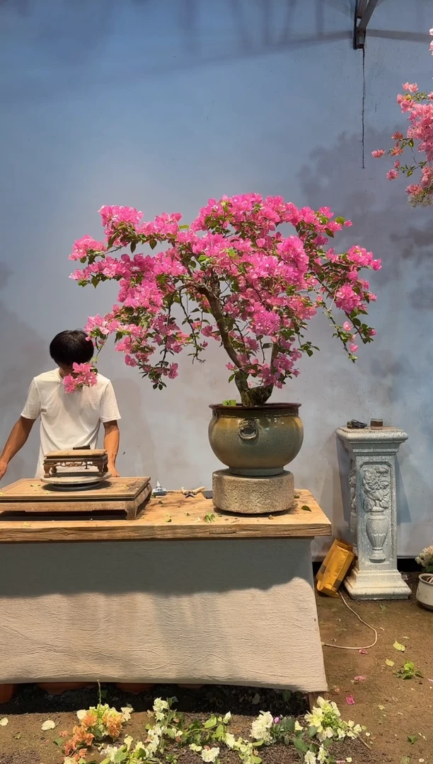 全部花朵地**长三角梅25