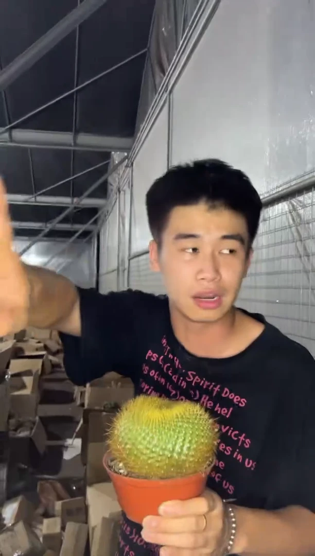 大单头 金雪光【带根】7-10cm