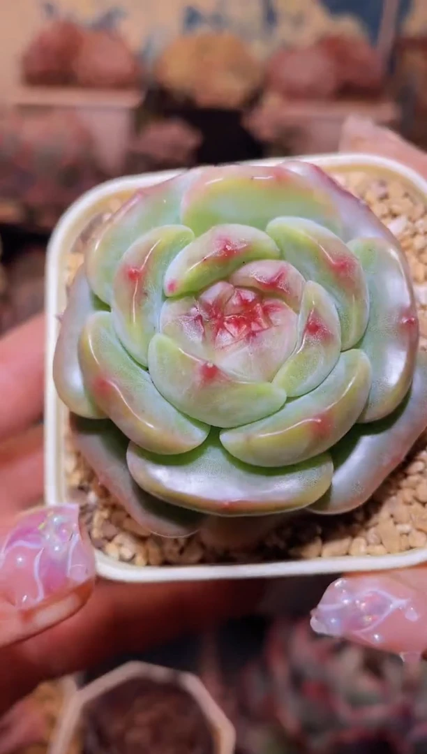 【闪购商品】048优选太极