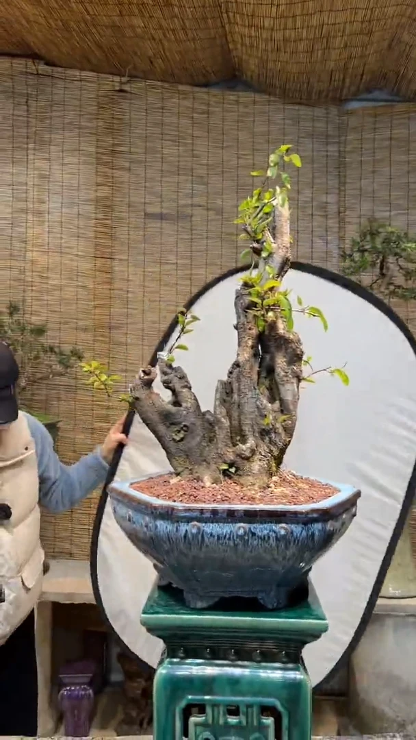 【闪购商品】棠梨盆景