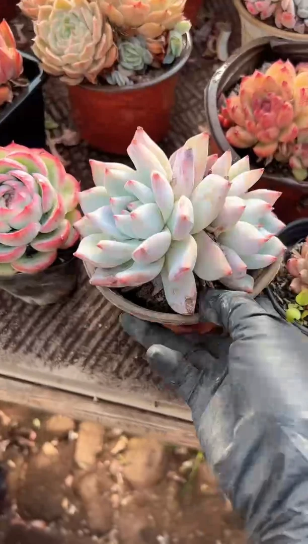 ?**子多肉植物一物一拍01218