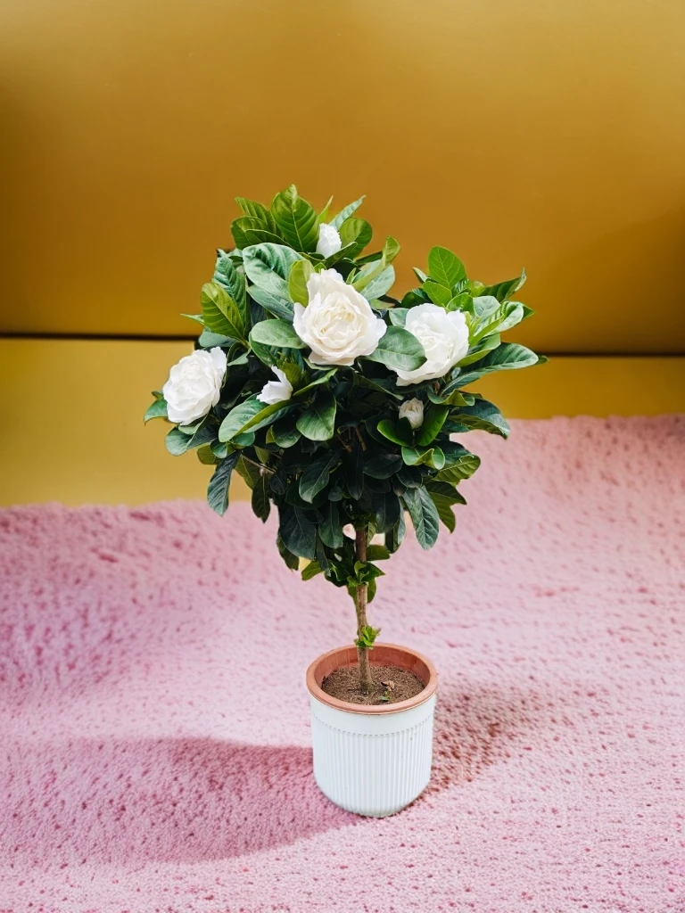 【栀子花】大叶香水栀子花五年老桩绿植