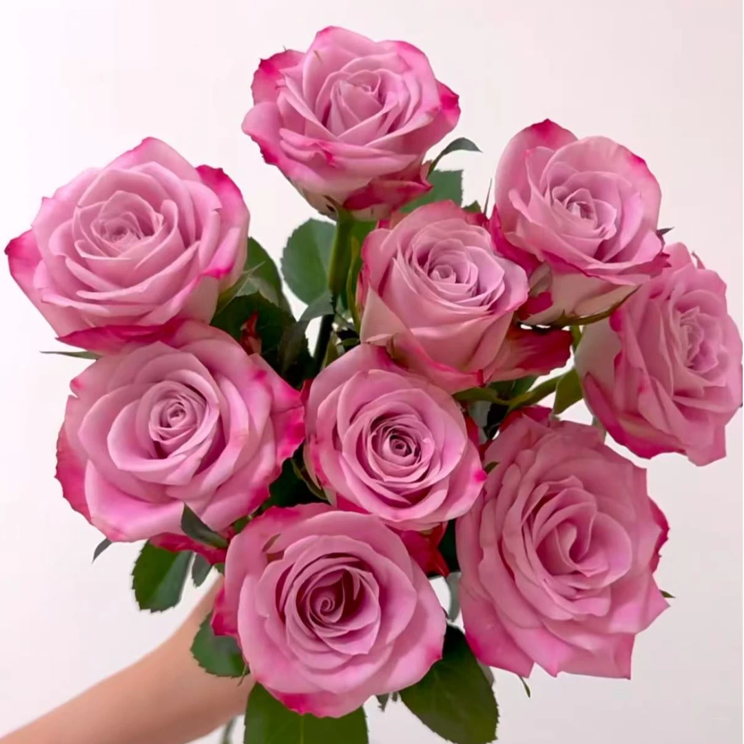 花鲜祉 经典艾莉森 今日下单次日送达 云南昆明斗南鲜花基地直发