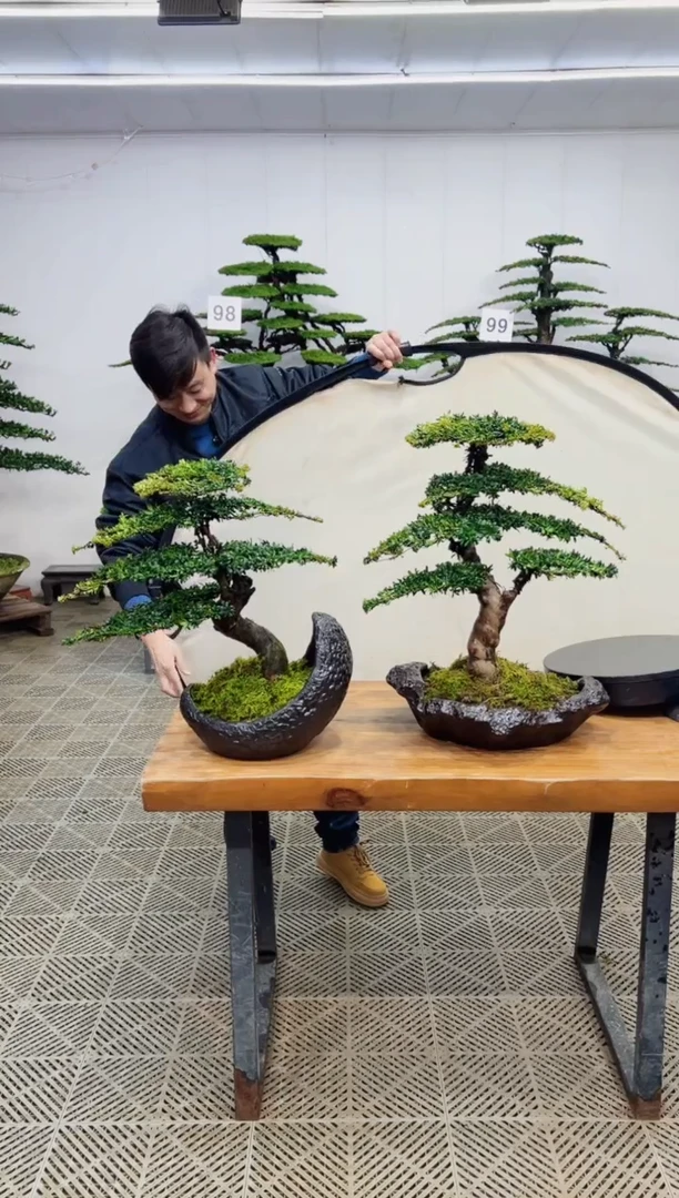 无花朵造型盆景一物一拍